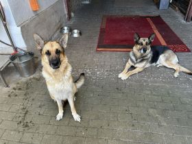 Reinrassige Schäferhundwelpen suchen ein liebevolles Zuhause