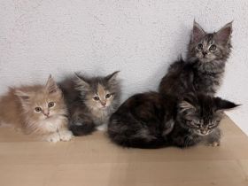 Top Maine Coon Kitten reinrassig