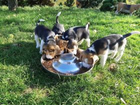 Reinrassige Beagle-Welpen (11 Wochen alt)