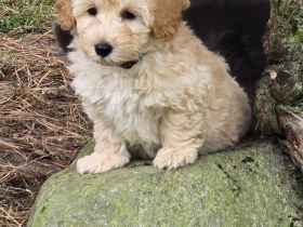 Auszugbereite Maltipoo Welpen