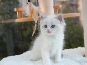 Reinrassiges Ragdoll-Kätzchen