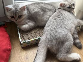 2 Britisch Kurzhaar Mädchen , geimpft ,Geb.22.04.2026