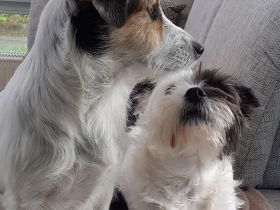 Lexie & Lotta, ein Dreamteam in gute Hände abzugeben