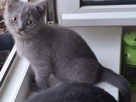 Britisch Kurzhaar Kitten sucht ein liebevolles Zuhause
