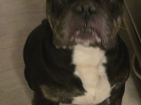 lustiger chicker Bully Ruede
