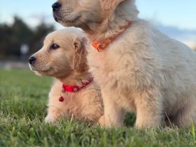 Golden-Retriever-Welpen