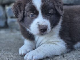 Border Collie Welpen aus verantwortungsvoller, liebevoller Familienaufzucht