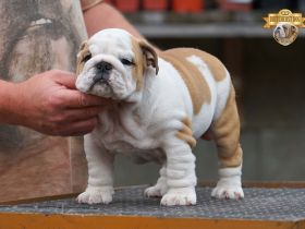 Wunderschönes Mädchen – reinrassige englische Bulldogge mit FCI-Papieren