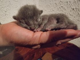 Russisch blau Kitten aus langjähriger Hobbyzucht zu Anfang November abzugeben