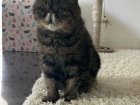 2 wundervolle Kater in liebevolle Hände abzugeben