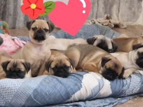 Retro Mops Welpen suchen ihre Familie