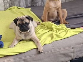 Retro Mops Welpen suchen ihre Familie