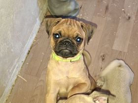 Retro Mops Welpen suchen ihre Familie