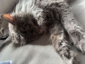 Maine Coon Katze Blue Silver tabby smoke