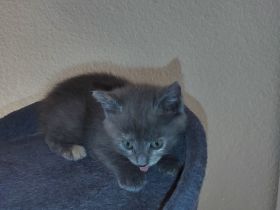 Hauskatze (Katzen Babys)