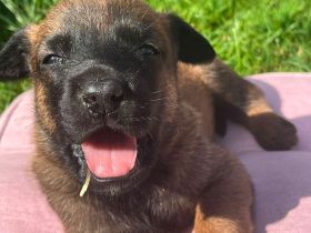 Malinois Welpen