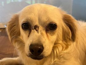 Biene, liebe Hundedame mit kleinem Handicap sucht liebe Menschen, 7J, 30cm
