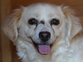 Biene, freundliche, aufgeschlossene Hundedame mit kleinem Handicap sucht liebe Menschen, 7J, 40cm