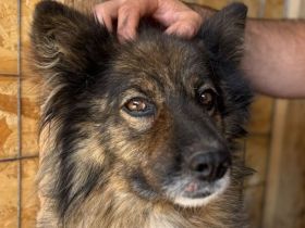 Leo, ruhiger, entspannter, lieber Rüde, der gerade noch der Tötung entkommen ist, 8J, 49cm
