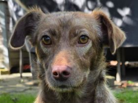 Lilly, kleine schokobraune Mischlingshündin hat eine zweite Chance zum Leben bekommen, 2J, 34cm
