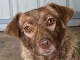 Lilly, kleine schokobraune Mischlingshündin hat eine zweite Chance zum Leben bekommen, 2J, 34cm