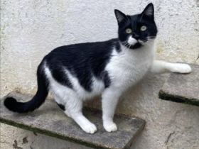 Pepito