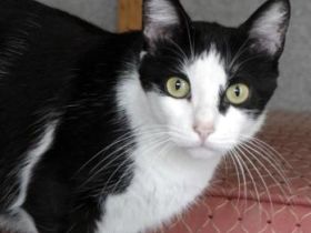 Cordelia, FIV positiv