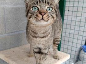 Anton, FIV positiv