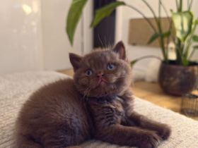 BKH Kitten choco