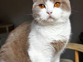 Britisch Kurzhaar Katzen mit Stammbaum