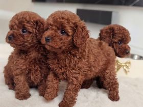 3 rote Teacup-Maltipoo-Welpen ❤️🐶