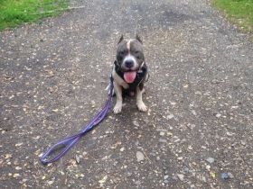 American Staffordshire Terrier
