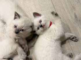 Verspielte Ragdoll-Kitten