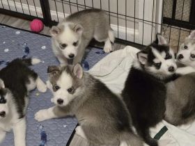Siberian Husky Welpen