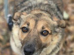 Tobbik, 05/21 - kleiner Schmuser sucht Zuhause