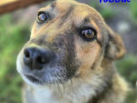 Tobbik, 05/21 - kleiner Schmuser sucht Zuhause