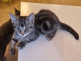 Wunderschönes BKH Kitten