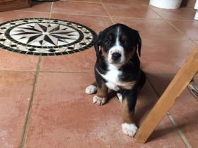 Appenzeller Sennenhund Welpen, reinrassig, havanna und tricolor, geimpft, gechipt und entwurmt