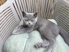 „BKH Blue Kitten