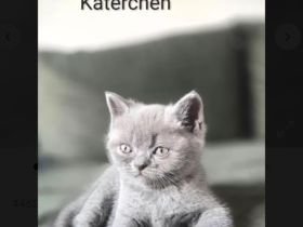 Britisch Kurzhaar