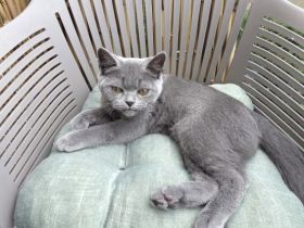 „BKH Blue Kitten