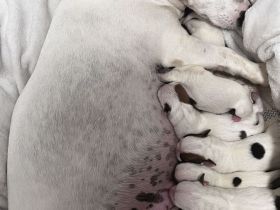 9 zauberhafte reinrassige Jack Russell Terrier Welpen suchen ihr neues Zuhause