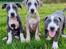 American Bully XL Welpen
