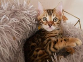 Süße, wunderschöne, reinrassige Bengalkitten mit besten Genen suchen ein neues Zuhause