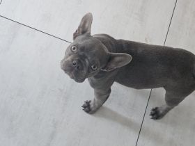 Liebevolle Französische Bulldogge Mia sucht ein fürsorgliches Zuhause