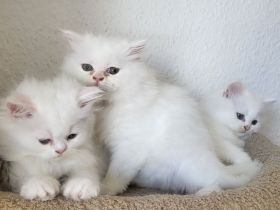 4 Reinrassige Perserkitten