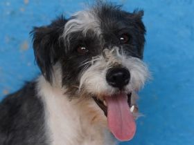 Oreo, total freundlicher und aufgeschlossener kleiner Kerl, der Freude ins Haus bringt, 2J, 28cm