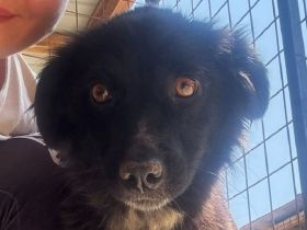 Penny, fröhliche, familiengeignete Mischlingshündin sucht einen schönes Für-Immer Zuhause, 1J, 43 cm