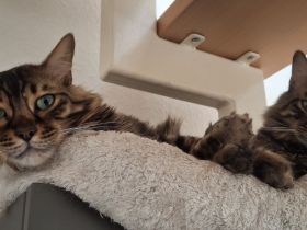 Bengal-Kater Pärchen