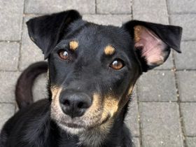 Kati, wer schenkt einer lieben, katzenverträglichen, agilen Hündin ein Zuhause,? 1,5J, 44cm